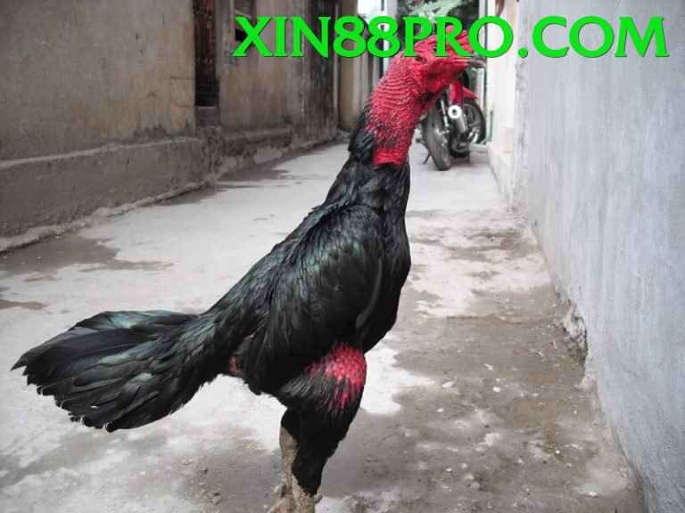 Đá Gà Trực Tiếp - Trải nghiệm tuyệt vời - Game kinh dị