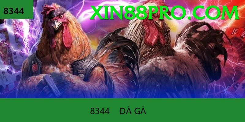 Đá Gà Trực Tiếp - Ưu đãi đặc biệt - Đồ họa đỉnh cao